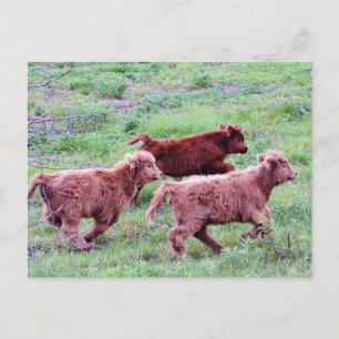 Free Run on the Field Postcard