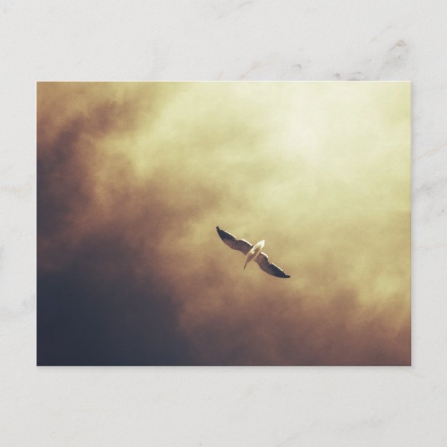 "Free Spirit" South African Wildlife Postcard (Front)