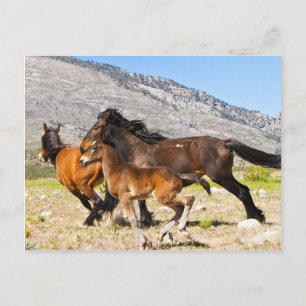 Free Spirits Postcard