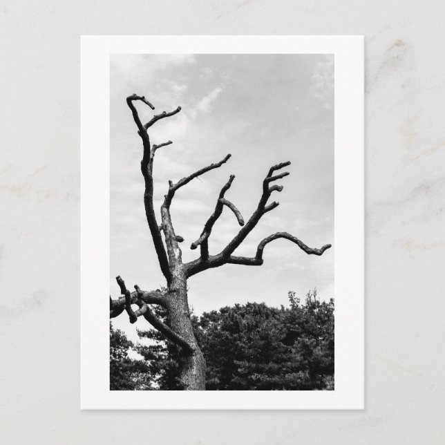 free tree postcard (Front)