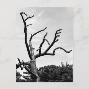 free tree postcard