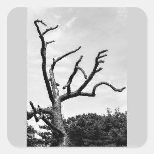 free tree square sticker