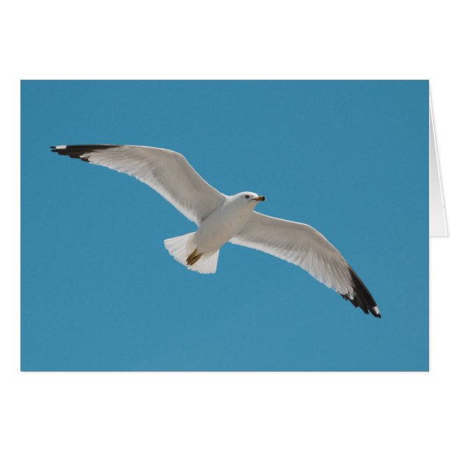 Freedom (Front Horizontal)