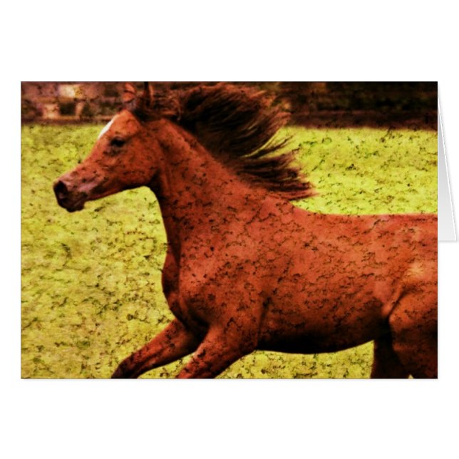 Freedom (Front Horizontal)