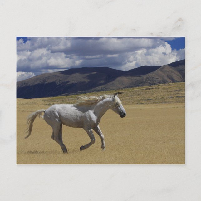 Freedom On The Run Postcard (Front)