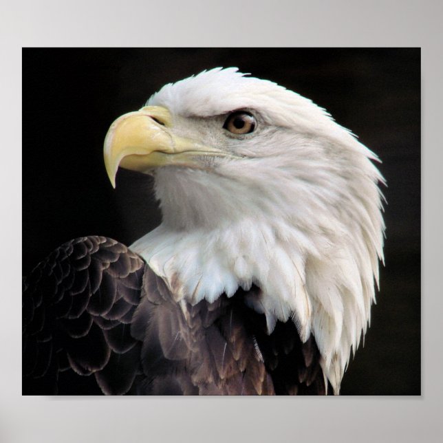 Freedom Poster (Front)