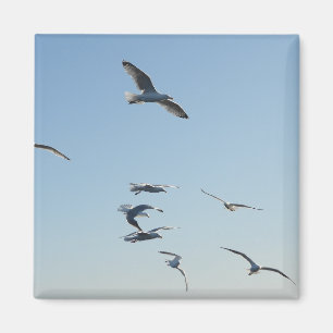 Freedom Soaring Seagulls Flying Blue Sky Coastal  Magnet