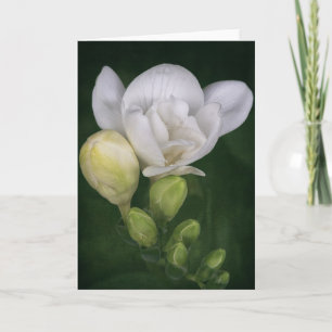 Freesia flower card