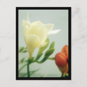 Freesias   postcard