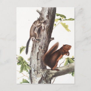 Fremont's Squirrel and Sooty Squirrel Illustration Postcard