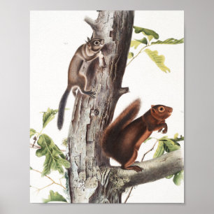 Fremont's Squirrel and Sooty Squirrel Illustration Poster