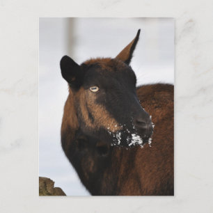 French alpine goat postcard