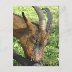 French alpine goat postcard