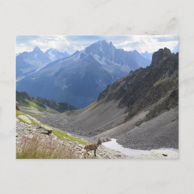 French Alps Chamonix ibex Postcard (Front)