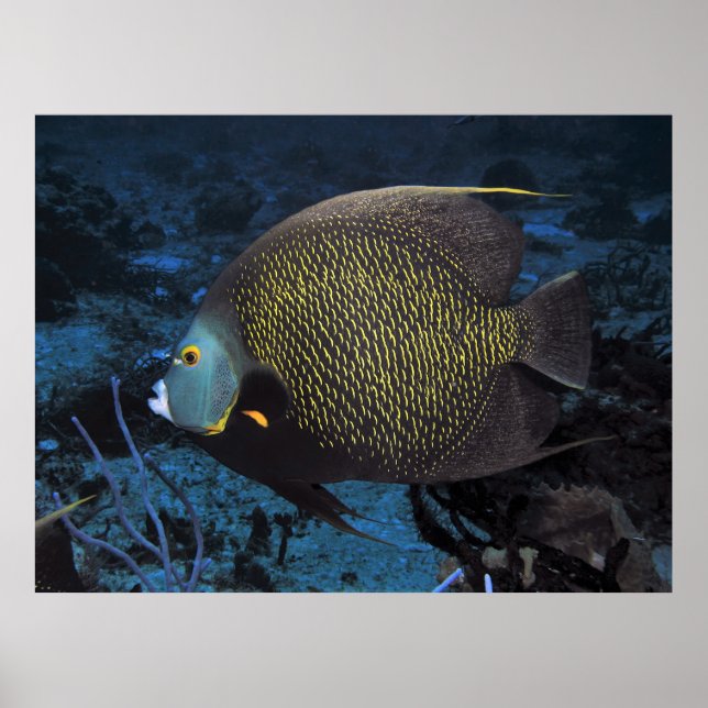 French Angelfish Poster (Front)