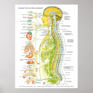 French Autonomic Nervous System Poster