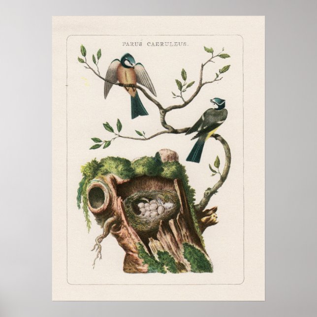 French Bird Engravings Poster (Front)