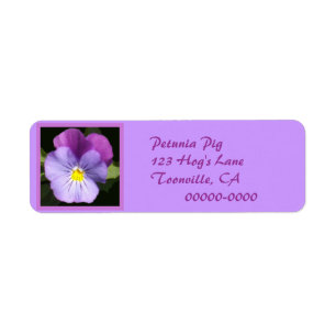 French Blue Purple Pansy