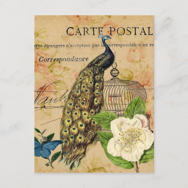 french botanical camellia birdcage vintage peacock postcard (Front)