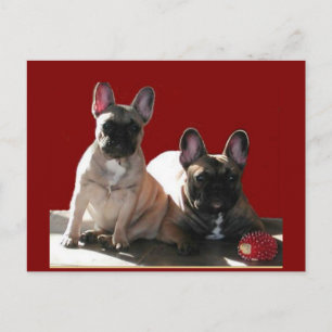 French Buldoggen Flo and Fips Postcard
