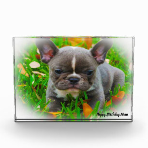 French Bull Dog Photo Block