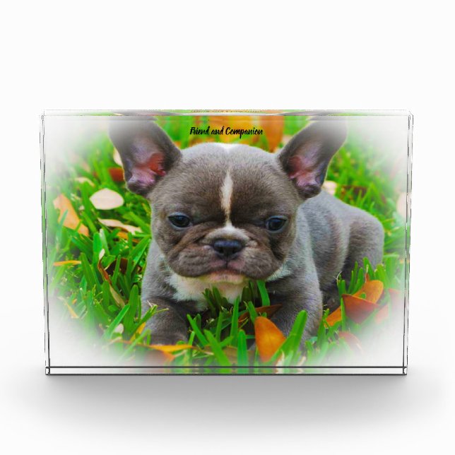 French Bull Dog. Photo Block (Front)