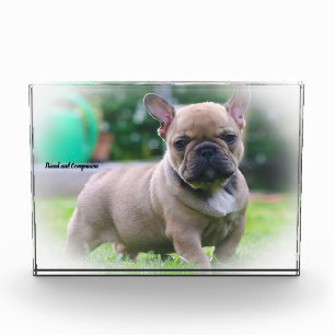 French Bull Dog. Photo Block