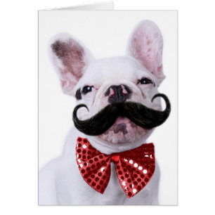 French Bull Dog Puppy With Moustache
