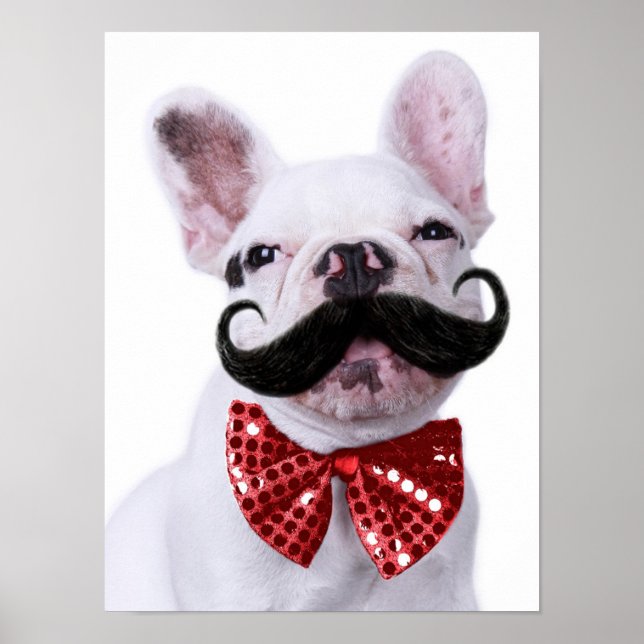 French Bull Dog Puppy With Moustache Poster (Front)