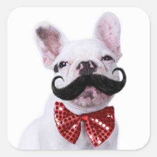 French Bull Dog Puppy With Moustache Square Sticker