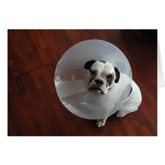 French Bulldog (Front Horizontal)