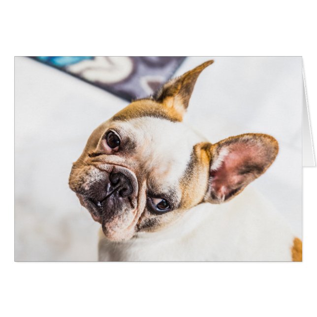 French Bulldog (Front Horizontal)
