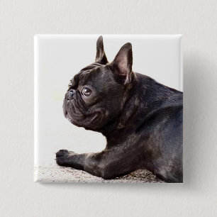 French Bulldog 15 Cm Square Badge