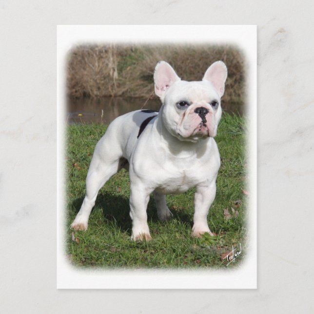 French Bulldog 9Y202D-134 Postcard (Front)
