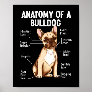 French Bulldog Anatomy Of A Bulldog Mum Dad Poster