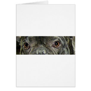 french bulldog brindle eyes
