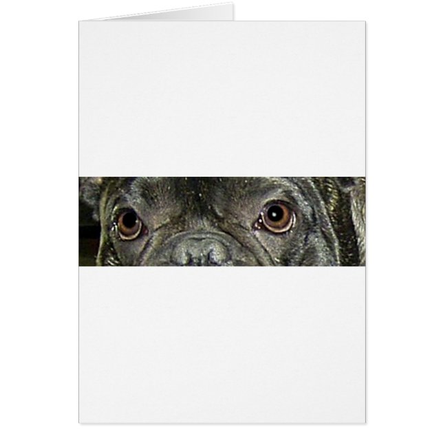 french bulldog brindle eyes (Front)