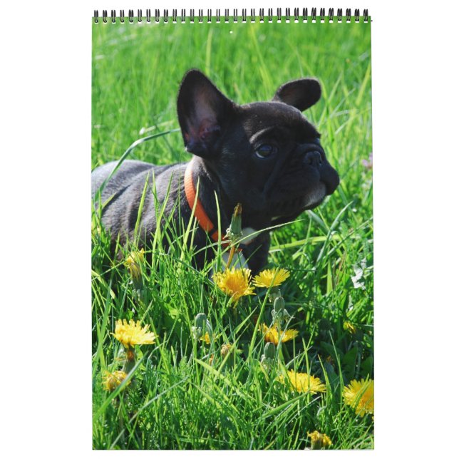 French Bulldog Calendar great photo collection (Cover)