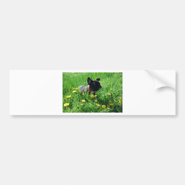 French Bulldog Car Stickers (Front)