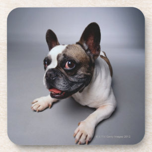 French Bulldog Coaster