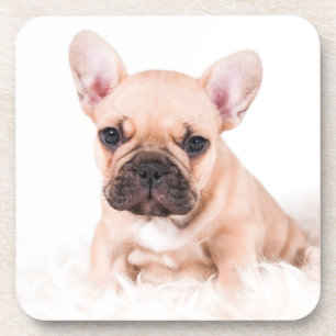 French Bulldog Coaster