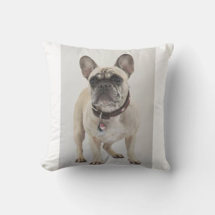 french-bulldog-cream full cushion
