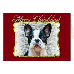 French bulldog dog