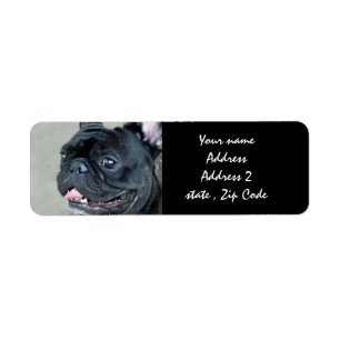 French Bulldog dog