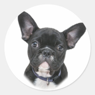 French Bulldog Dog Breed Classic Round Sticker