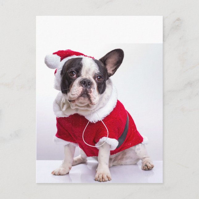 French Bulldog In Santa Costume For Christmas Holiday Postcard (Front)