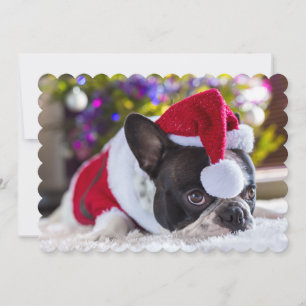 French Bulldog In Santa Hat Under Christmas Tree Holiday Card