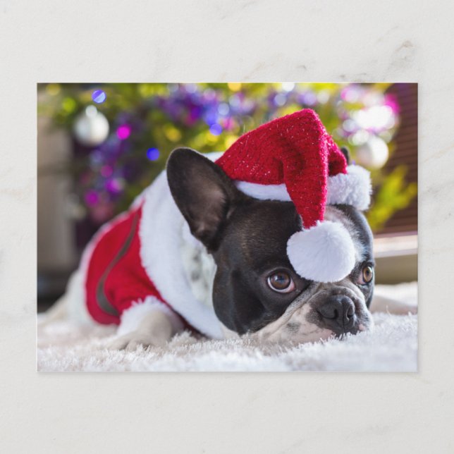 French Bulldog In Santa Hat Under Christmas Tree Holiday Postcard (Front)