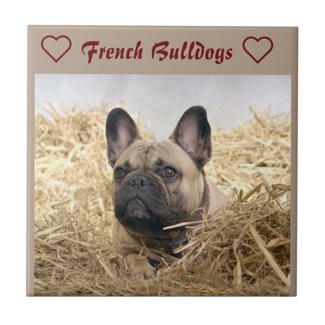 French Bulldog in straw French Bulldog  Tile (Front)