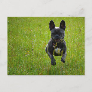 French Bulldog jumping on a high grass field Postcard